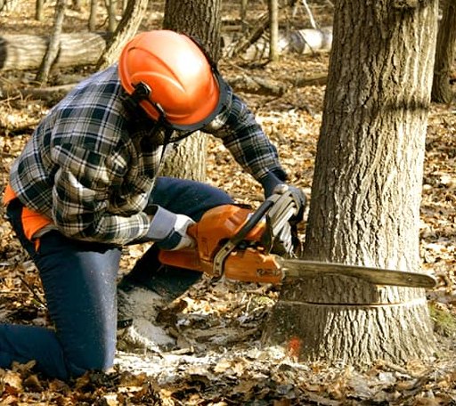 Tree Removal in Morley, MI